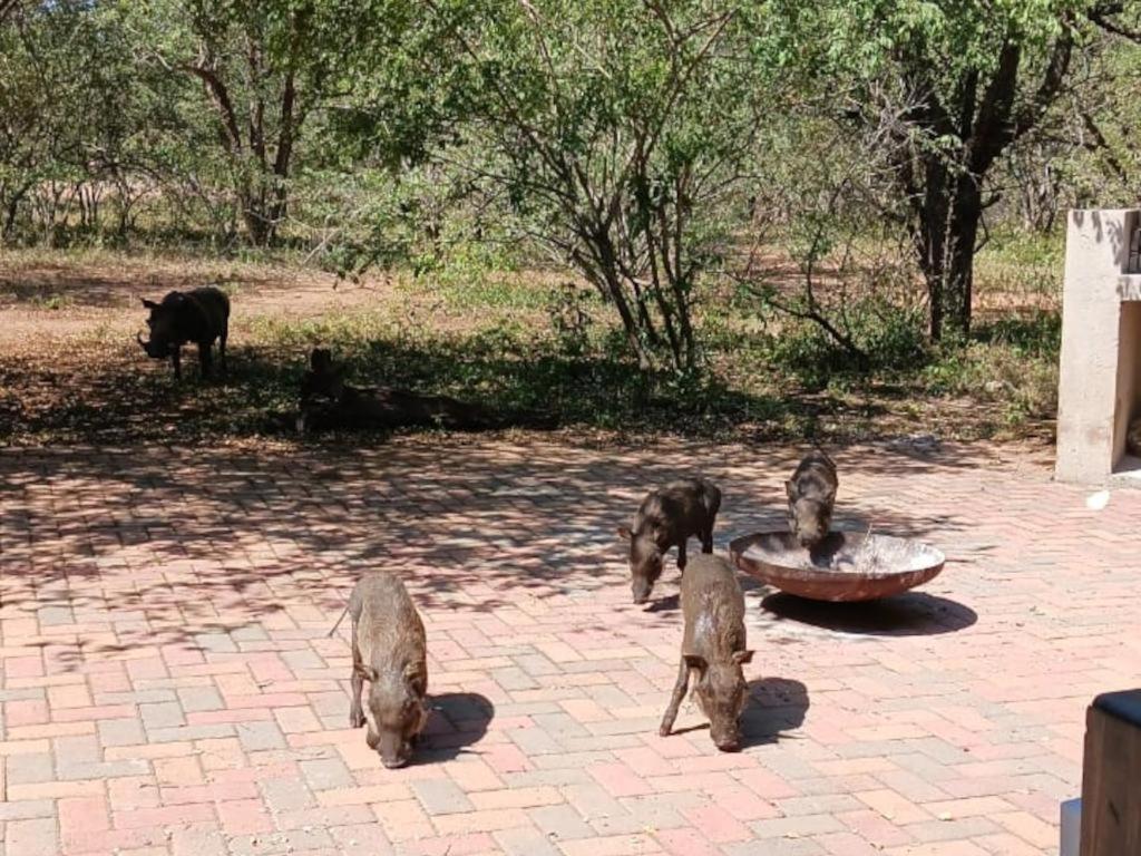 Marloth Marloth Park