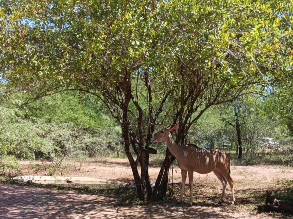 Marloth Marloth Park